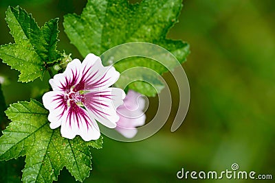 Zebrina Malva Hollyhock Flower Background Stock Photo