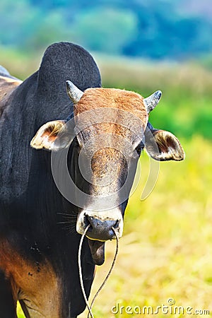 Zebu Stock Photo