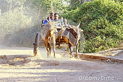 Zebu cart on the sandy road going through the Avenida the Baobab Editorial Stock Photo