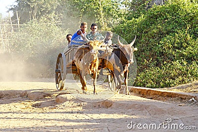Zebu cart on the sandy road going through the Avenida the Baobab Editorial Stock Photo