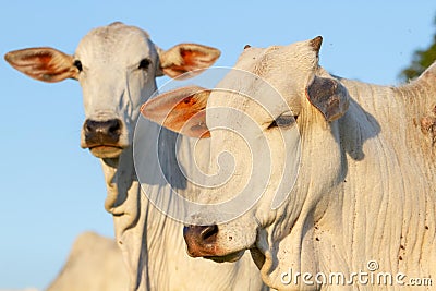 Zebu cattle on a countryside farm Stock Photo