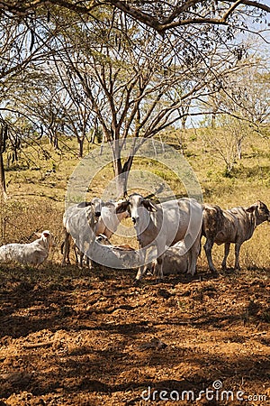 Zebu Cattle in pasture, Costa Rica Stock Photo