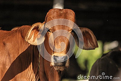 Zebu cattle young Indian bull sahiwal breed portrait. Stock Photo