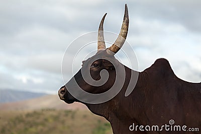 Zebu cow Stock Photo