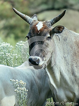 Zebu Cow with Horns and White Spot on Forehead Stock Photo