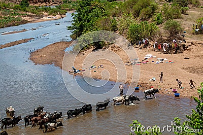 A zebu herd crosses a river near Manambolo Stock Photo