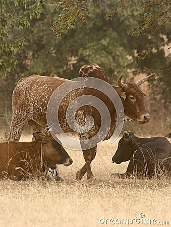 Zebu (humped cattle) in African savannah, Ghana Stock Photo