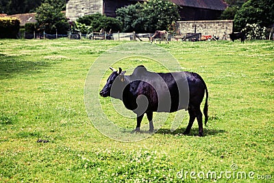 Zebu humped cattle brahmin cow Stock Photo