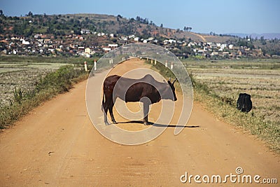 Zebu from Madagascar Stock Photo