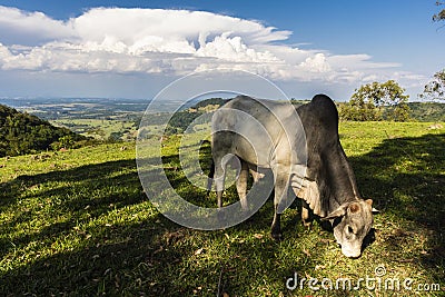 Zebu Nellore bull in the pasture area of a beef cattle farm Stock Photo