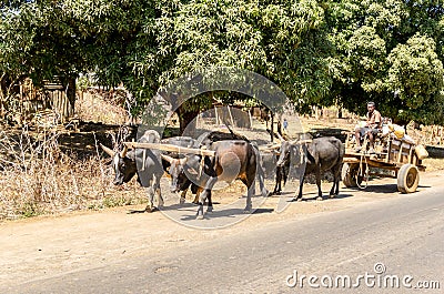 Zebu wagons near Antsiranana, Madagascar Editorial Stock Photo