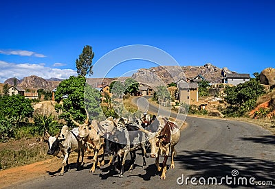 Zebu walking on the road Stock Photo