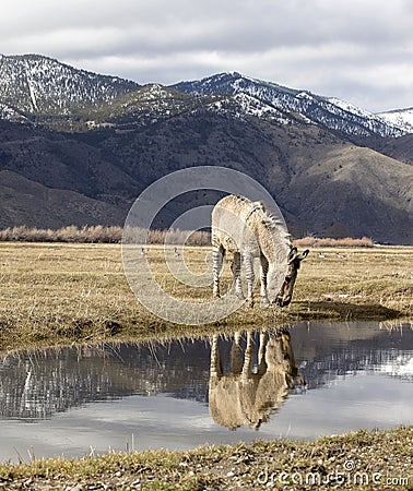 Zedonk or zebra donkey with reflection Stock Photo