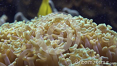 Zeeanemoon, Het Overzeese Leven, Onderwater, Aard Stock Footage - Video