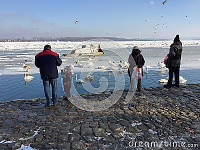 Zemun`s neighbors feeding Swans in the frozen Danube Editorial Stock Photo