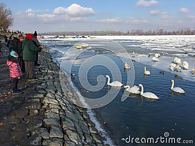 Zemun`s neighbors feeding Swans in the frozen Danube Editorial Stock Photo