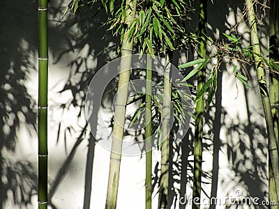 Zen Bamboo Stock Photo