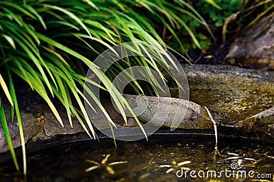 Zen pond garden detail water flow and foliage Stock Photo