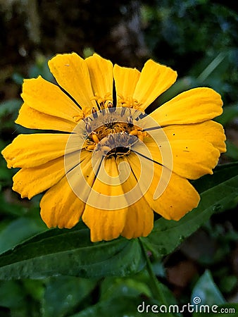 zenia flower, graceful zenia flower, yellow zenia in the cold morning Stock Photo