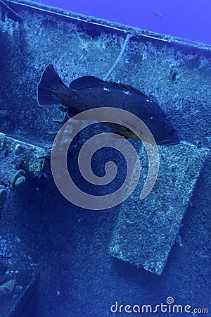 Zenobia ship wreck Stock Photo