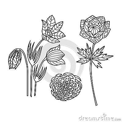 Zentangle the Baikal wildflowers anti stress Coloring Vector Illustration