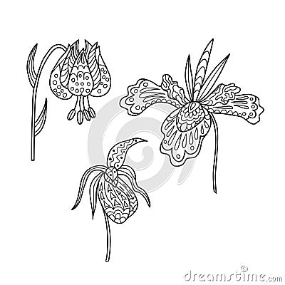 Zentangle the Baikal wildflowers: lily, iris and orchid Vector Illustration
