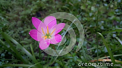 Zephyr flower pink in garden Stock Photo