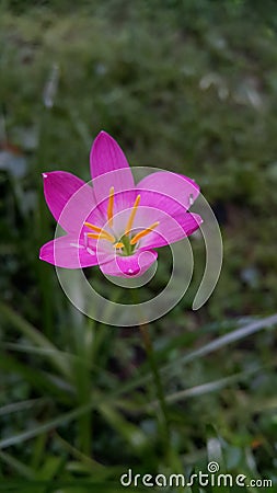 Zephyr flower pink in garden Stock Photo