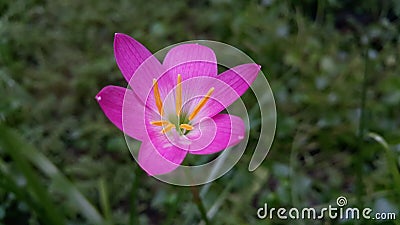 Zephyr flower pink in garden Stock Photo