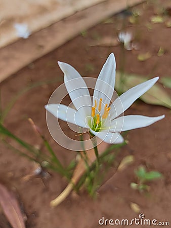 Zephyranthes candida or autumn zephyrlily or white windflower or white rain lily or Peruvian swamp lily or rain lily jarum Stock Photo