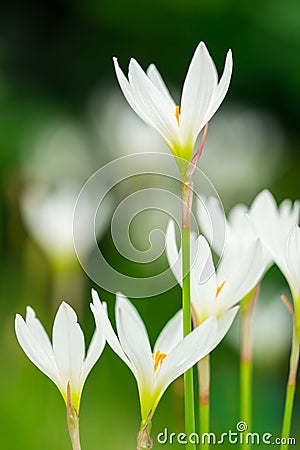 Zephyranthes candida Herb Stock Photo
