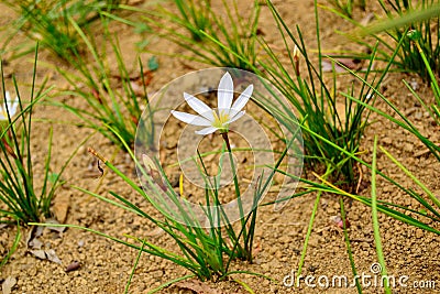 Zephyranthes candida or white rain lily Stock Photo