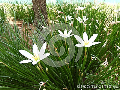 Zephyranthes candida Stock Photo