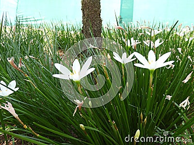 Zephyranthes candida Stock Photo