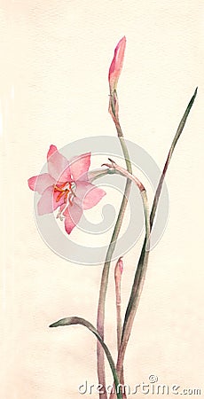 Zephyranthes flowers watercolor painting Stock Photo