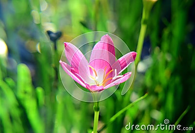 Zephyranthes Flowers Stock Photo