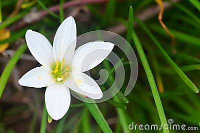 Zephyranthes grandiflora Stock Photo