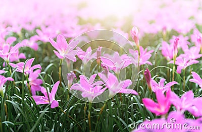 Zephyranthes grandiflora pink flowers or Fairy Lily Stock Photo