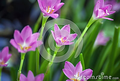 Rain lily flowers/ Zephyranthes grandiflora Stock Photo