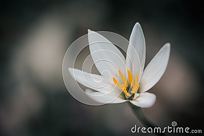 Zephyranthes grandiflora Stock Photo