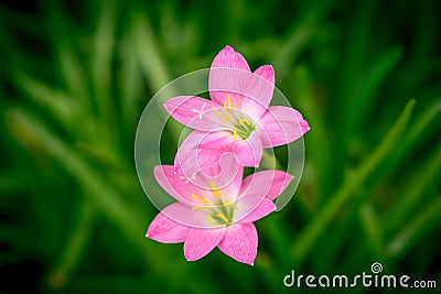 Zephyranthes Lily, Rain Lily, Fairy Lily Stock Photo