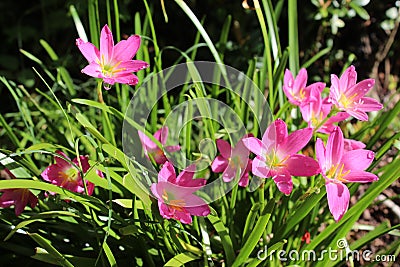 Pink rain lily (Zephyranthes rosea) flowers with leaves around Stock Photo