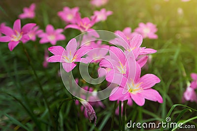 Zephyranthes rosea Lindl flowers Stock Photo