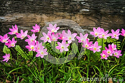 Zephyranthes rosea Lindl flowers Stock Photo