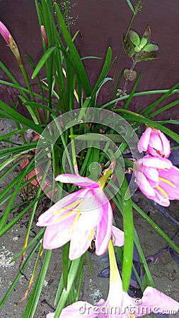Zephyranthes rosea pink rain lily rose fairy lily zephyr lily flower Stock Photo