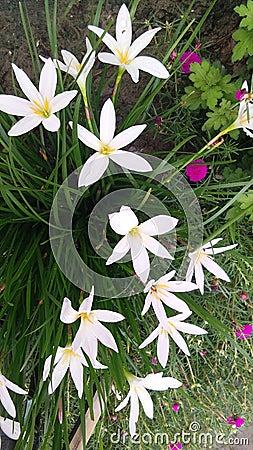 Zephyranthes rosea rosy rain white lily Stock Photo