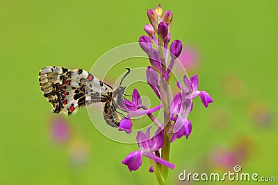 Zerynthia cerisyi 439 Stock Photo