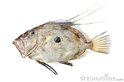 Zeus Faber fish Stock Photo