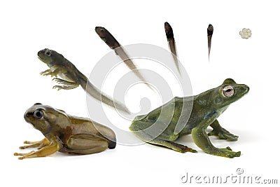 Jade tree frog Tadpole metamorphosis, Indonesian tree frog Stock Photo