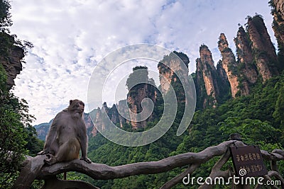 Zhangjiajie National Forest Park, China Stock Photo